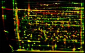 2D Elektrophorese vor Massenspektrometrie