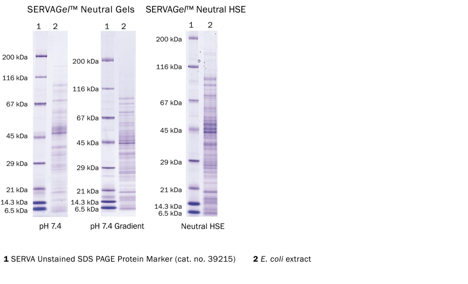 SERVA Western Blotting - From Gel To Signal – SERVA Portal